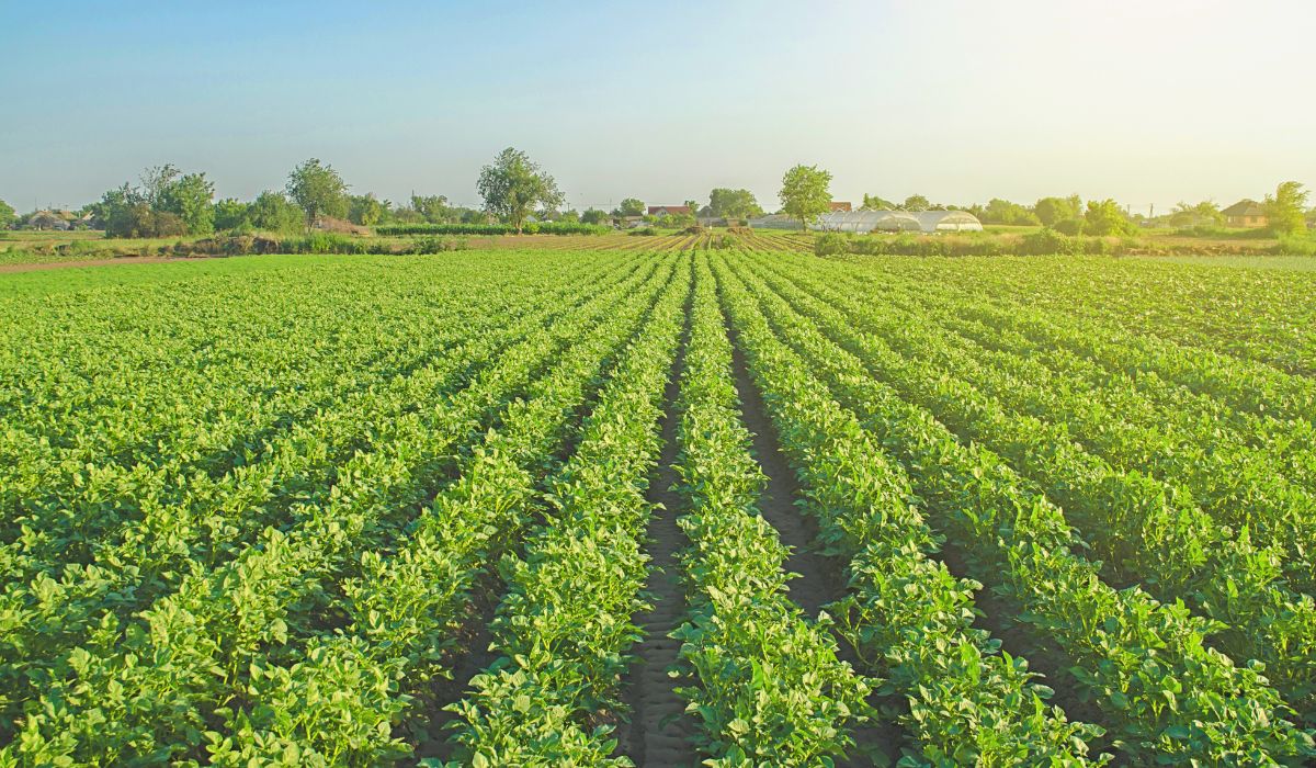 Foto/Imagem: Stefan Botezatu's Images/Canva Pro (Reprodução)